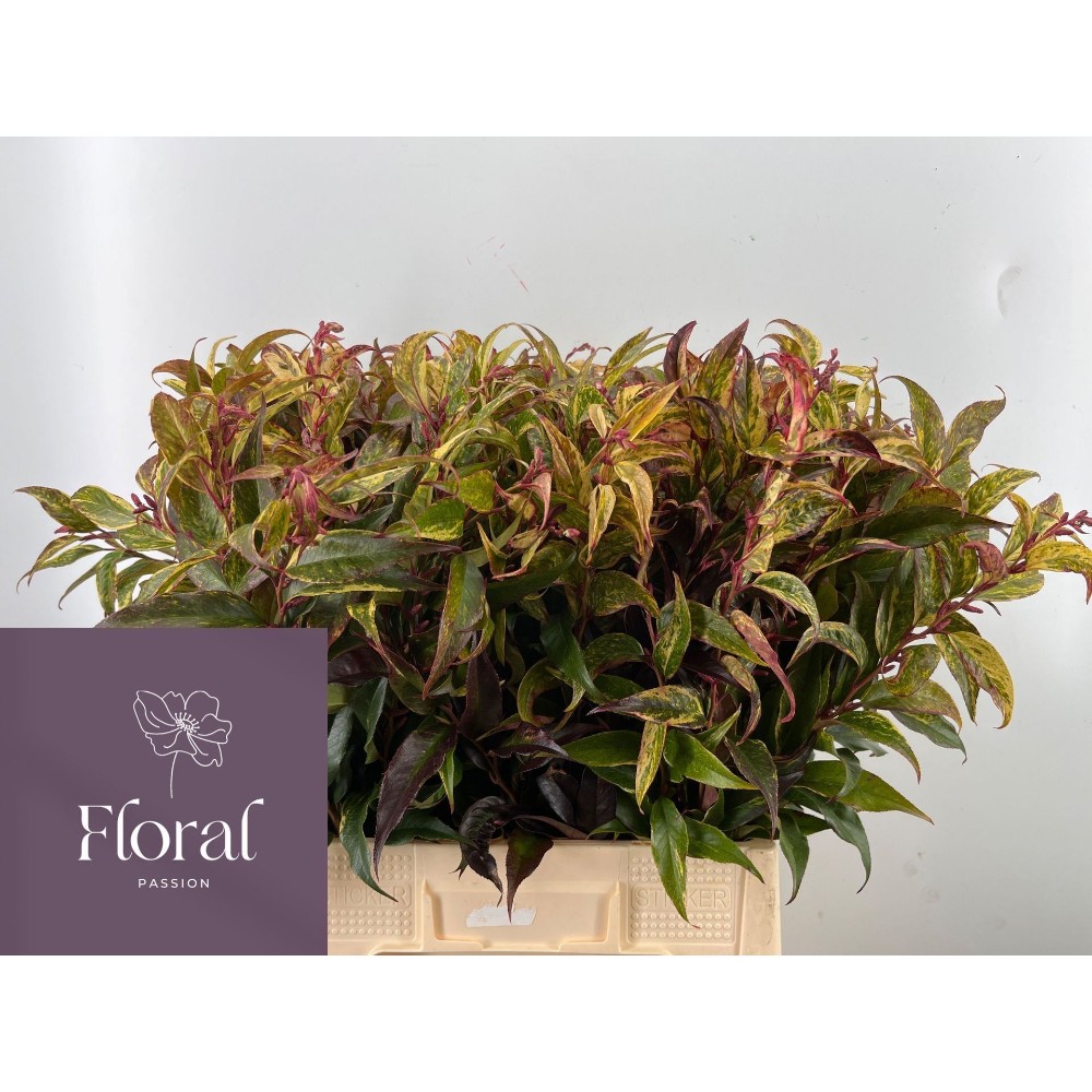 Леукотоє "Реінбоу"