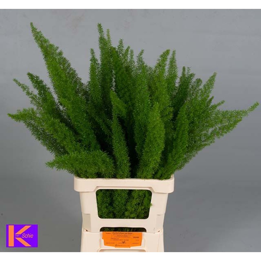 Аспарагус "Мейєрі" 60 см