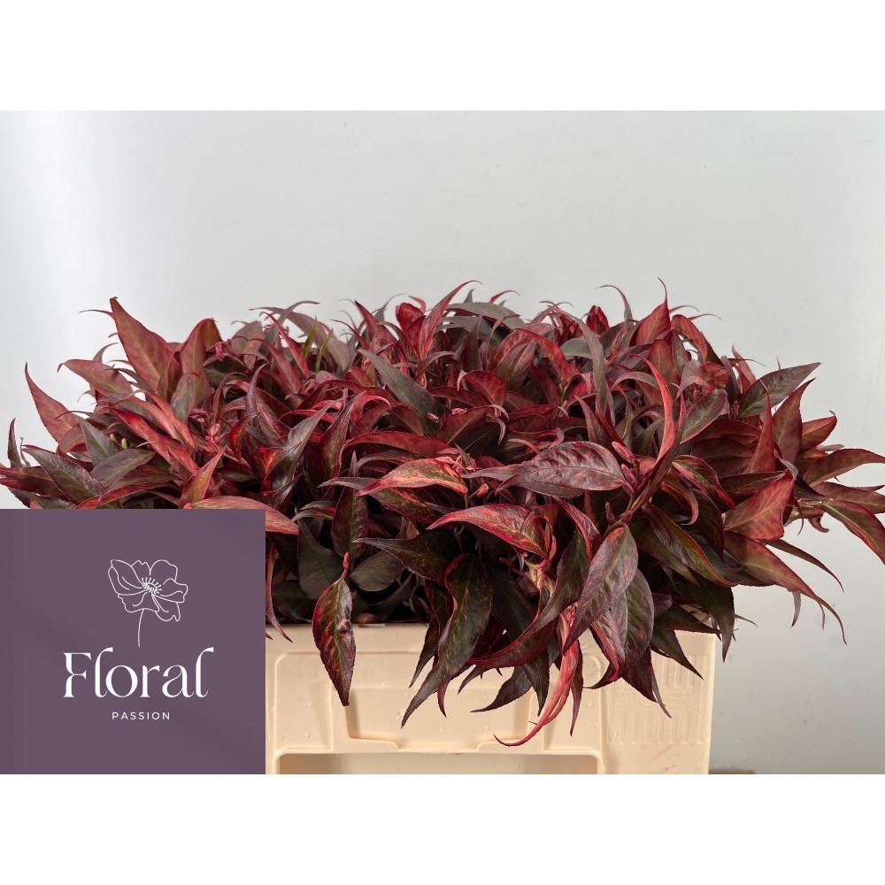 Леукотоє "Червоне"