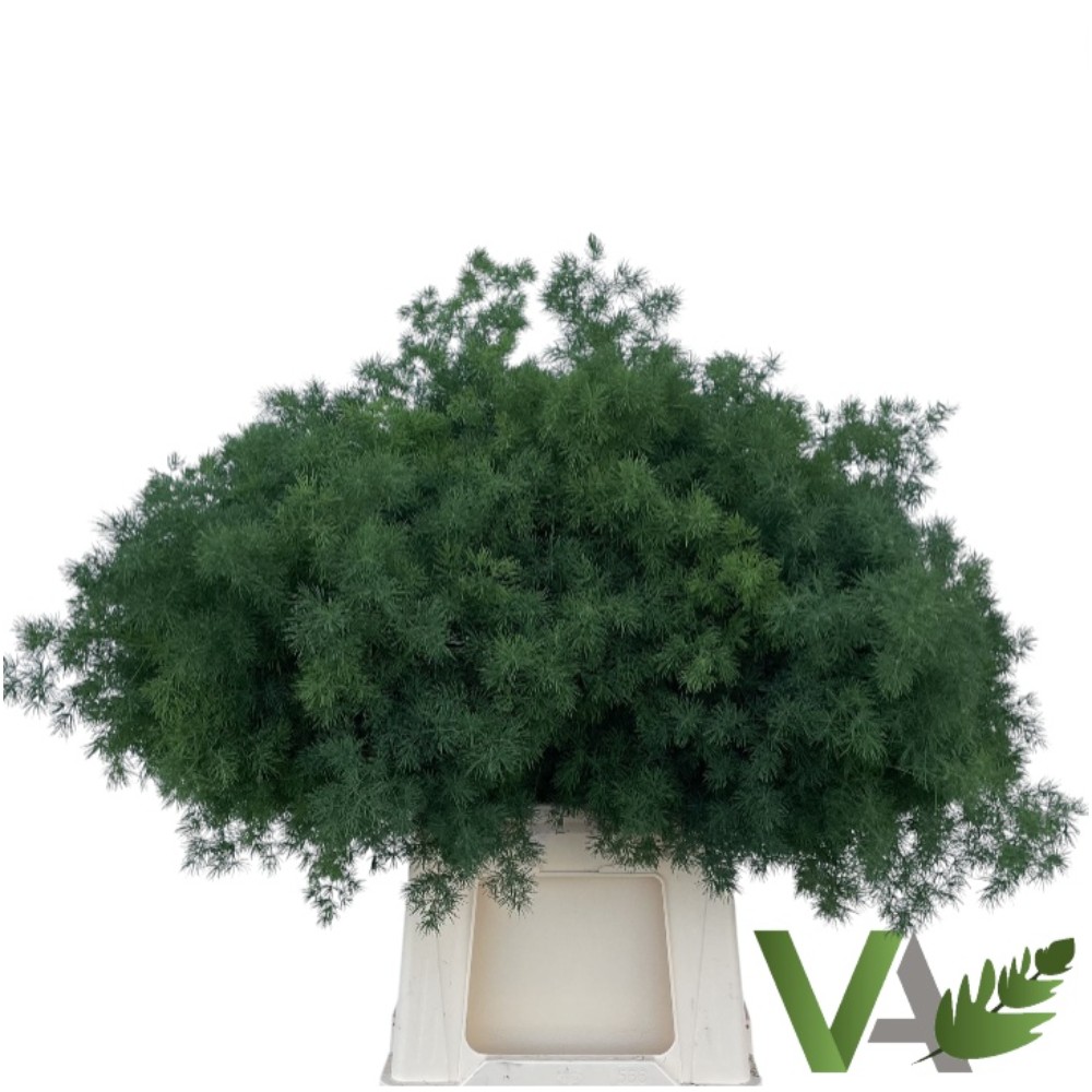 Аспарагус "Умбелатус" 70 см