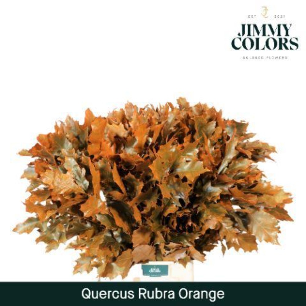 Куеркус "Rubra Orange"