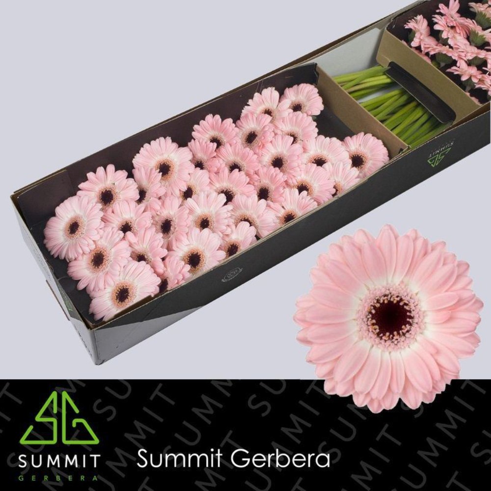 Гербера міні " Діксон"