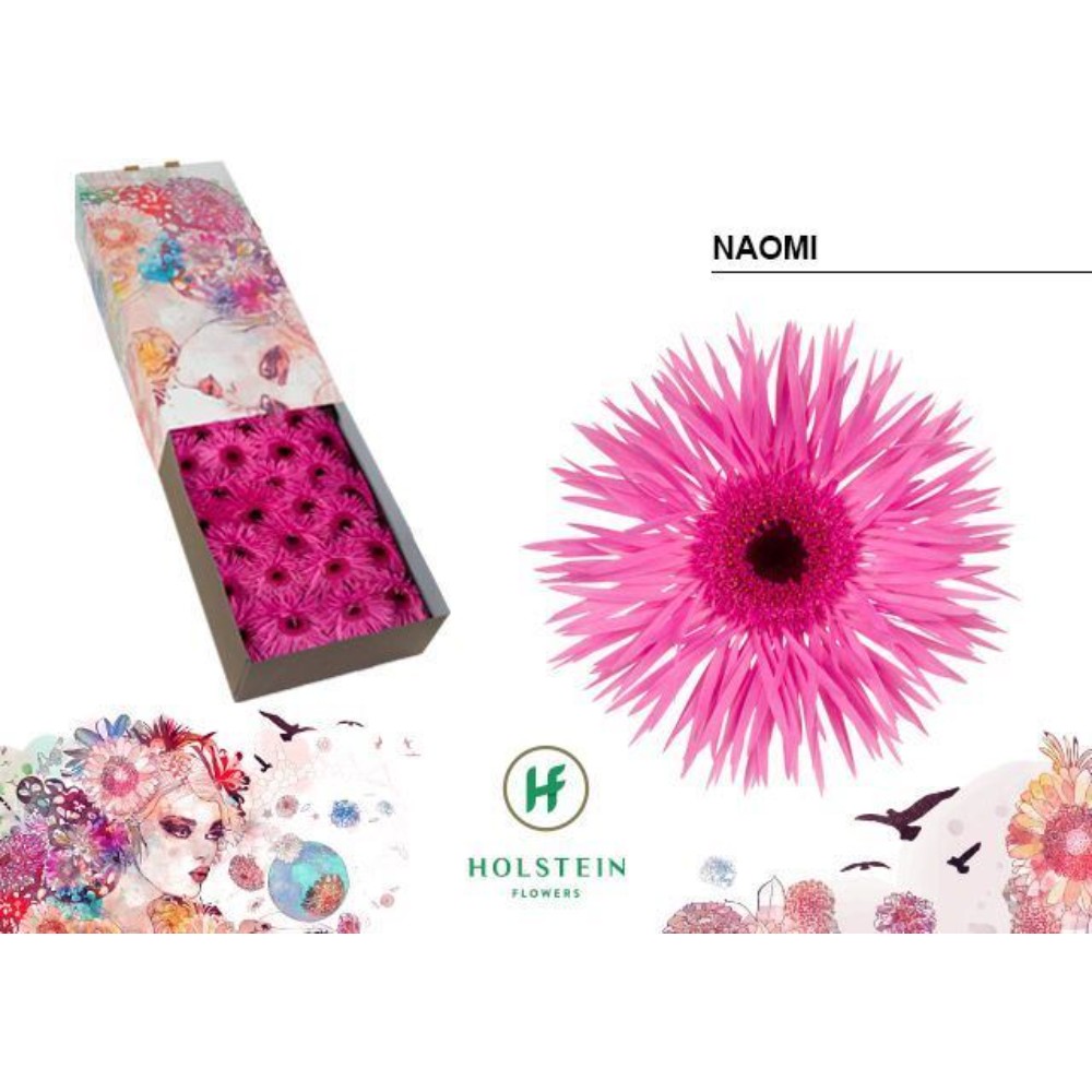 Гербера Спайдер "Наомі"