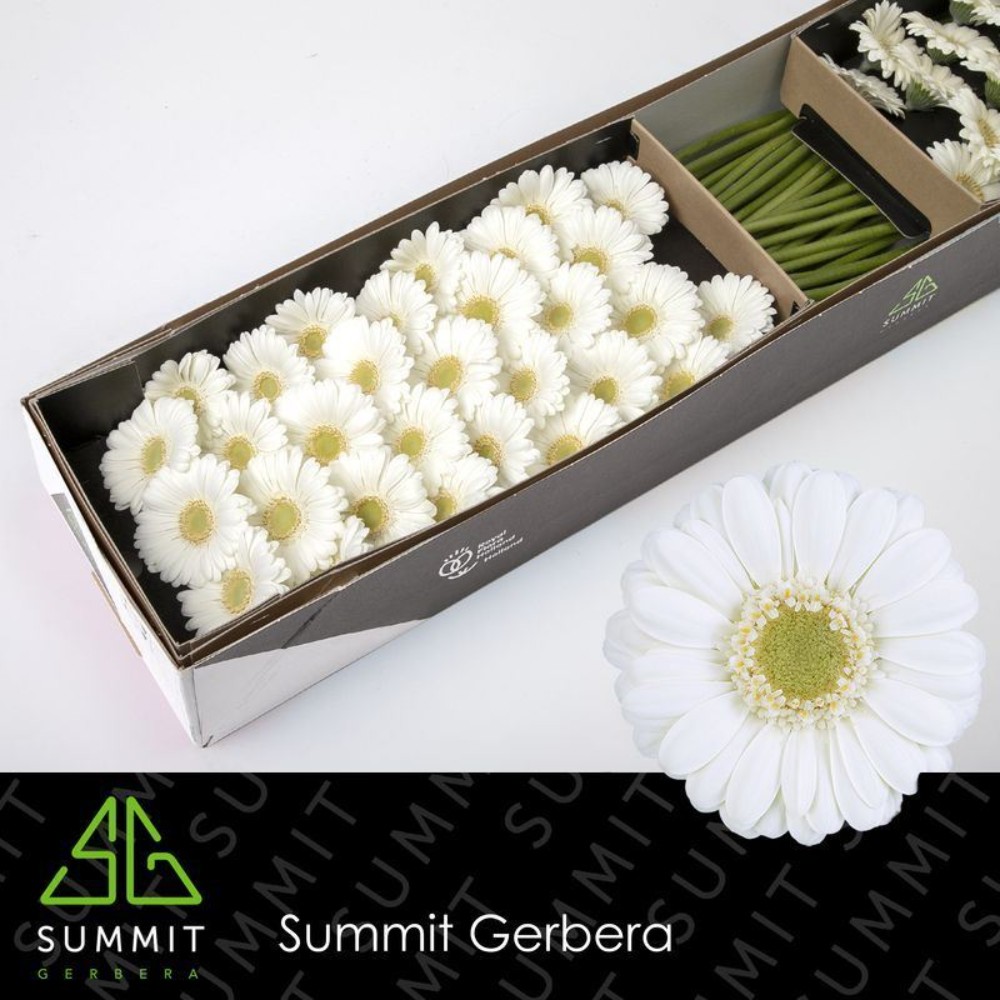 Гербера міні "Альбіно"