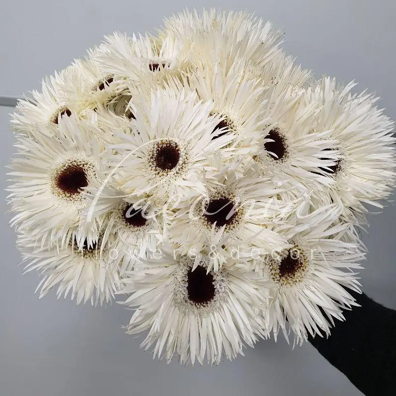 Гербера спайдер "Біла"