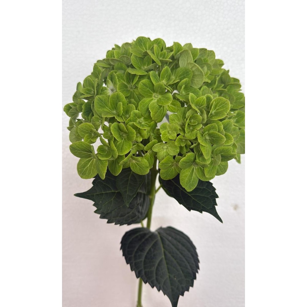 Гортензія "Зелена" (20-22см.)