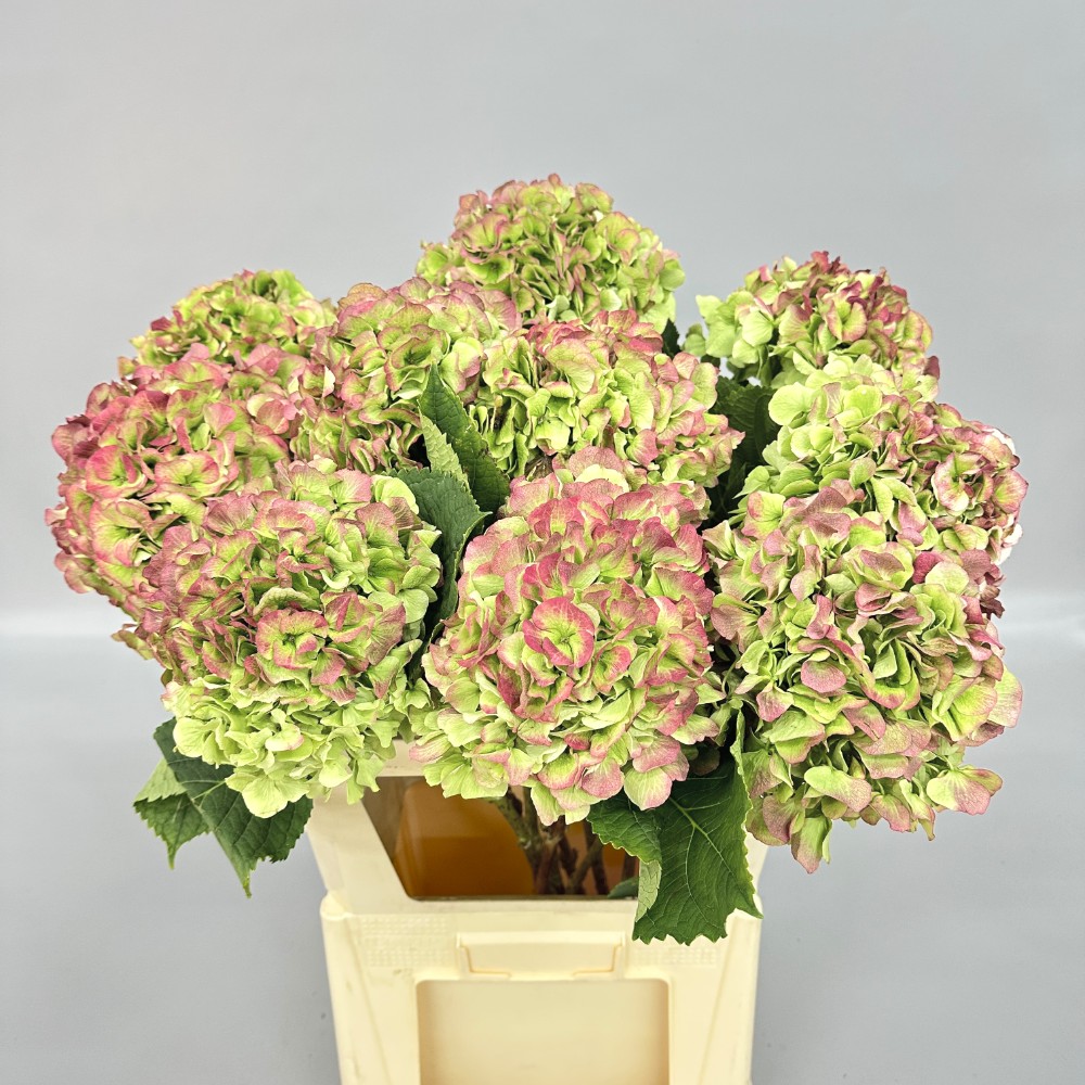 Гортензия "Верена Сл" (Екстра)