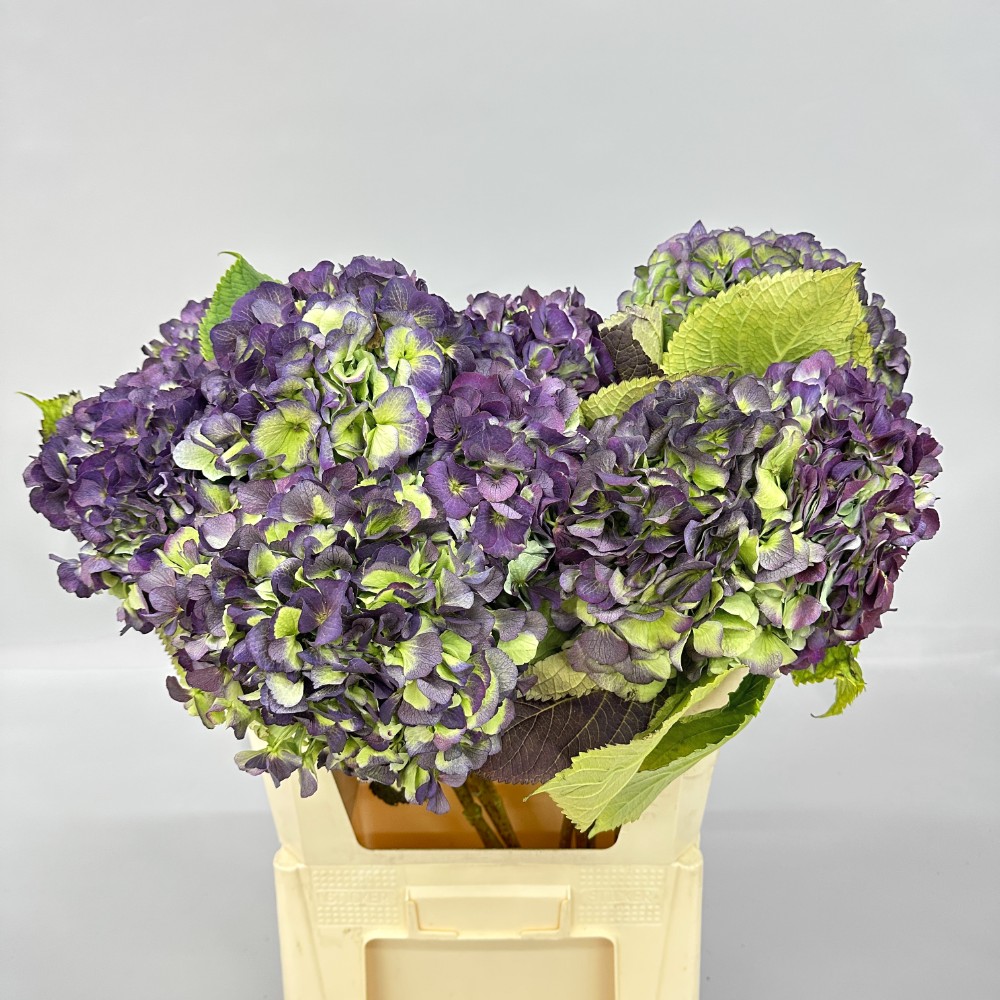 Гортензия "Верена Блю Сл" (Экстра)