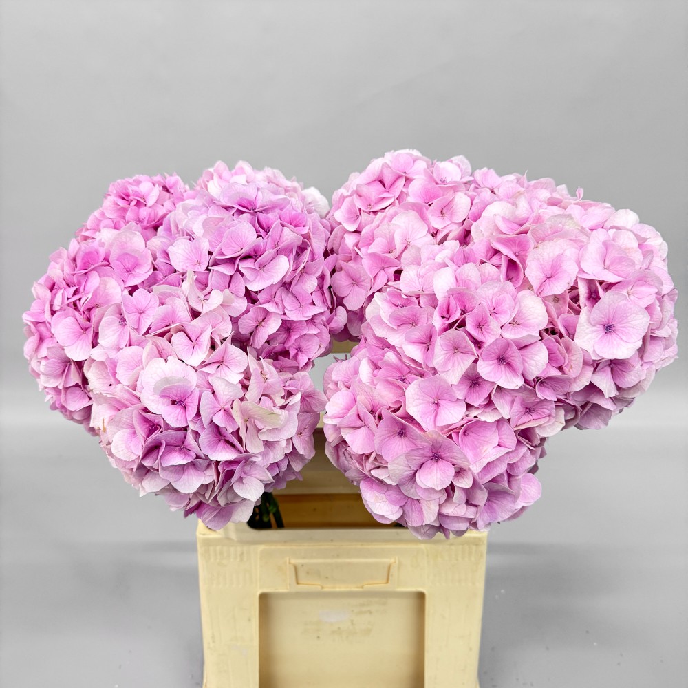 Гортензия "Роял Суприм Розовая" 60 см.