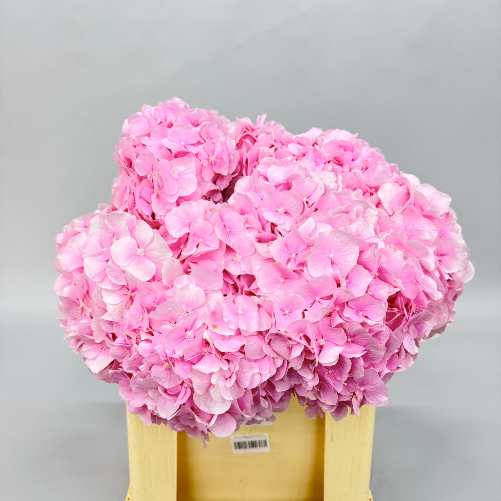 Гортензия "Верена Розовая" 60 см.