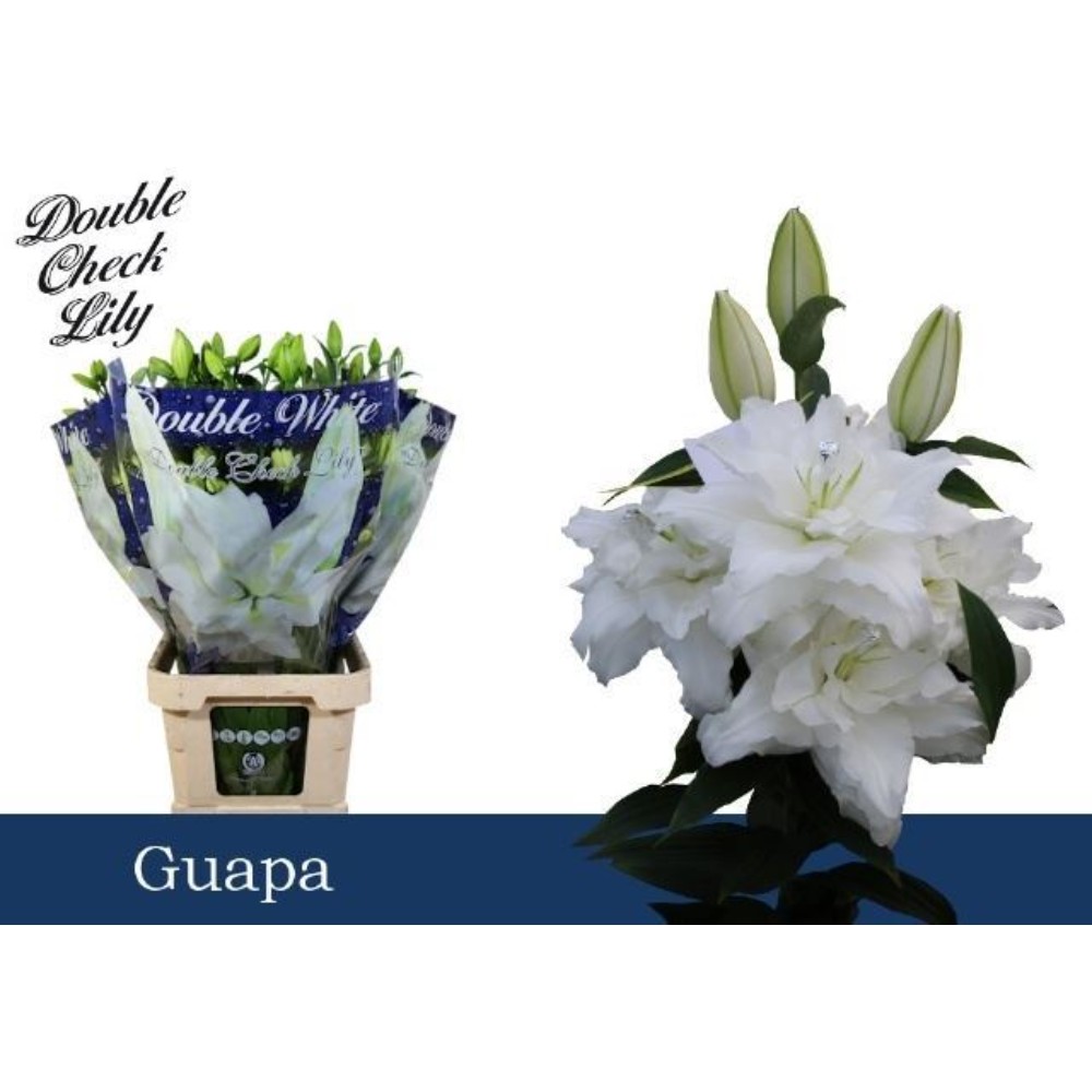 Лілія Дабл "Гуапа"
