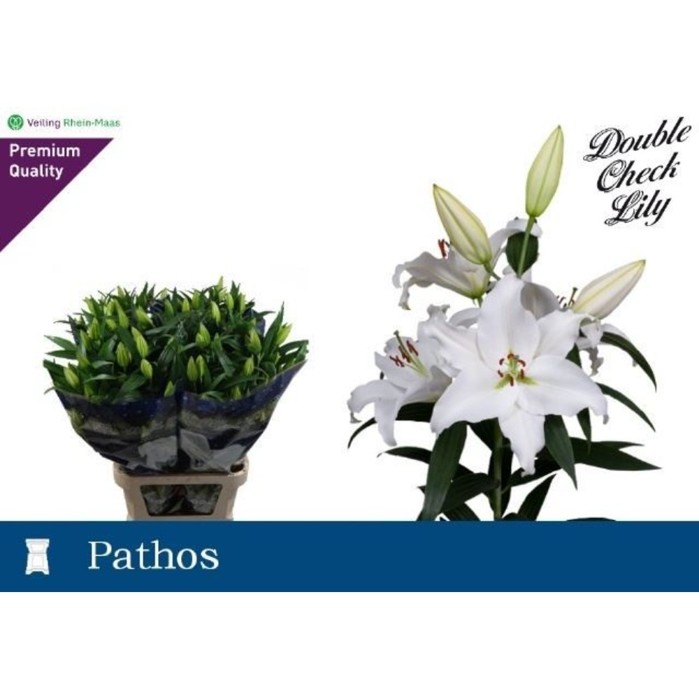 Лілія "Патос"