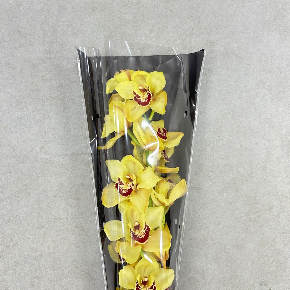 Цимбідіум "Мікс" (гілка)