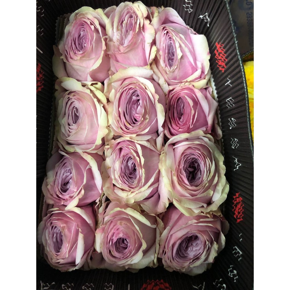 Троянда Піонікіс 50 см