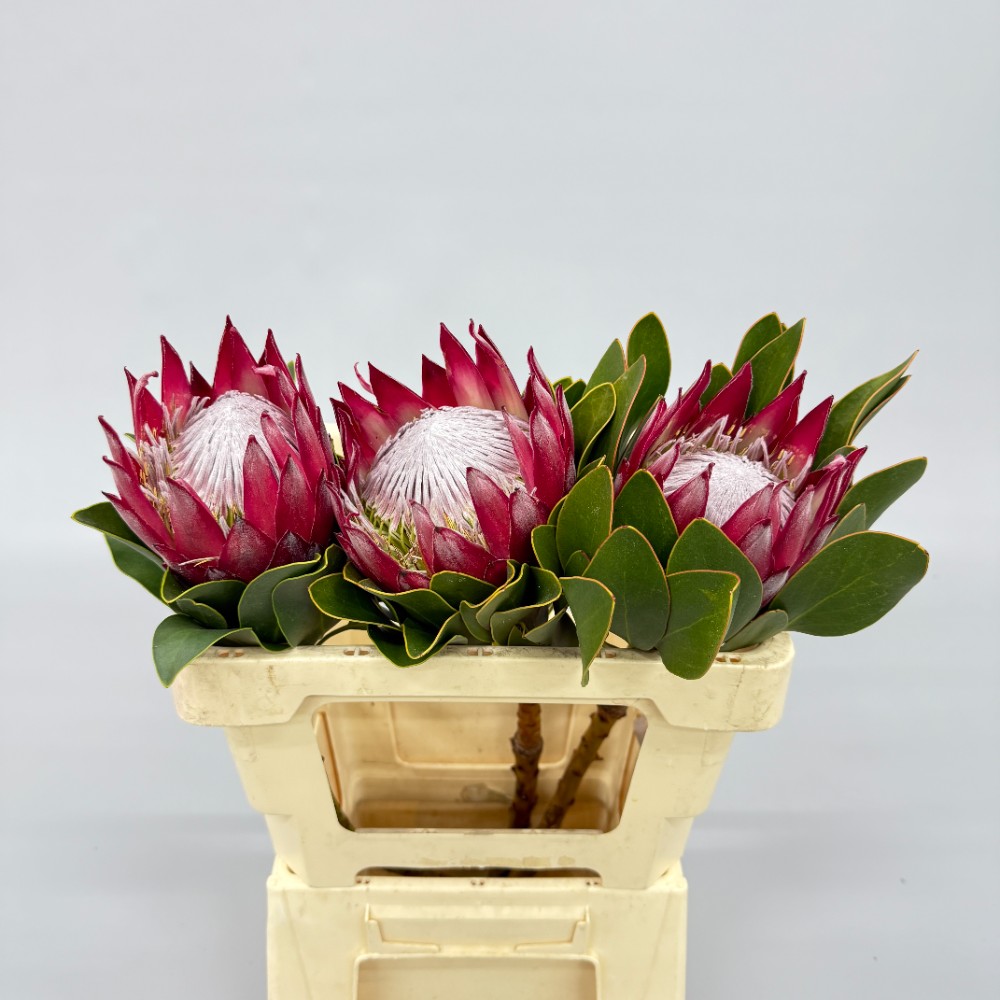 Протея Королівська "Мадіба", 80см