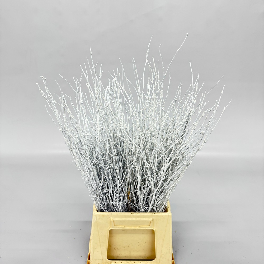 Betula "White"