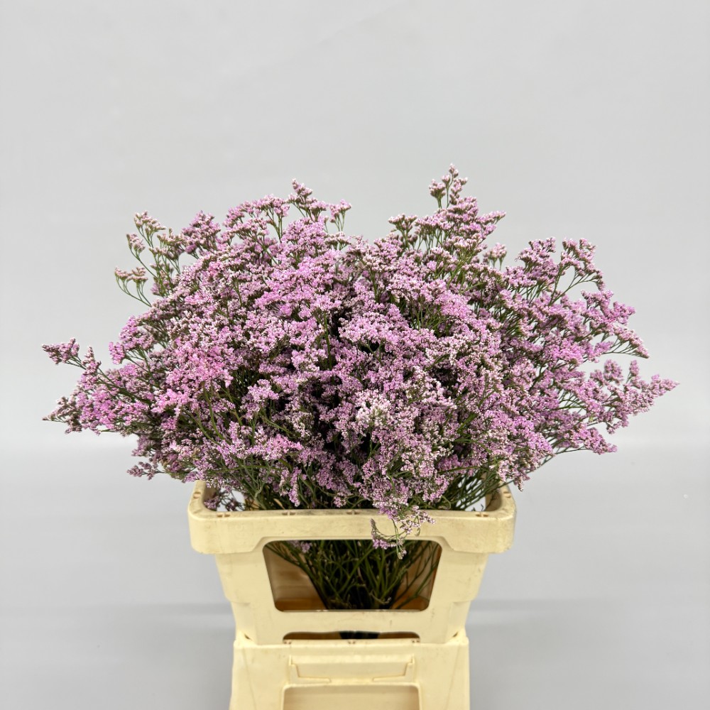 Лимоніум "Оши Пінк"