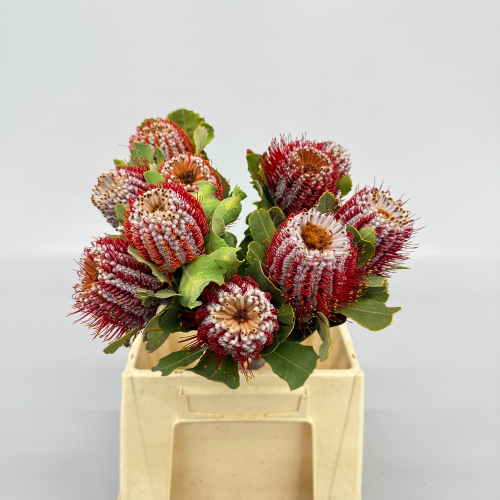 Banksia Coccinea