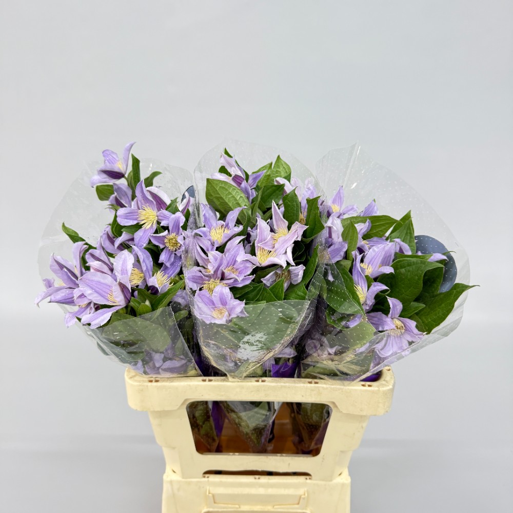 Клематіс "Стар Рівер" 60 см.