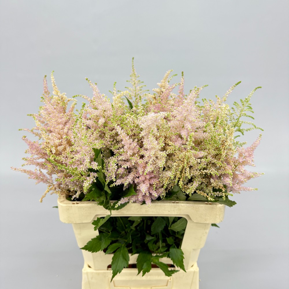 Астильба "Рожева"