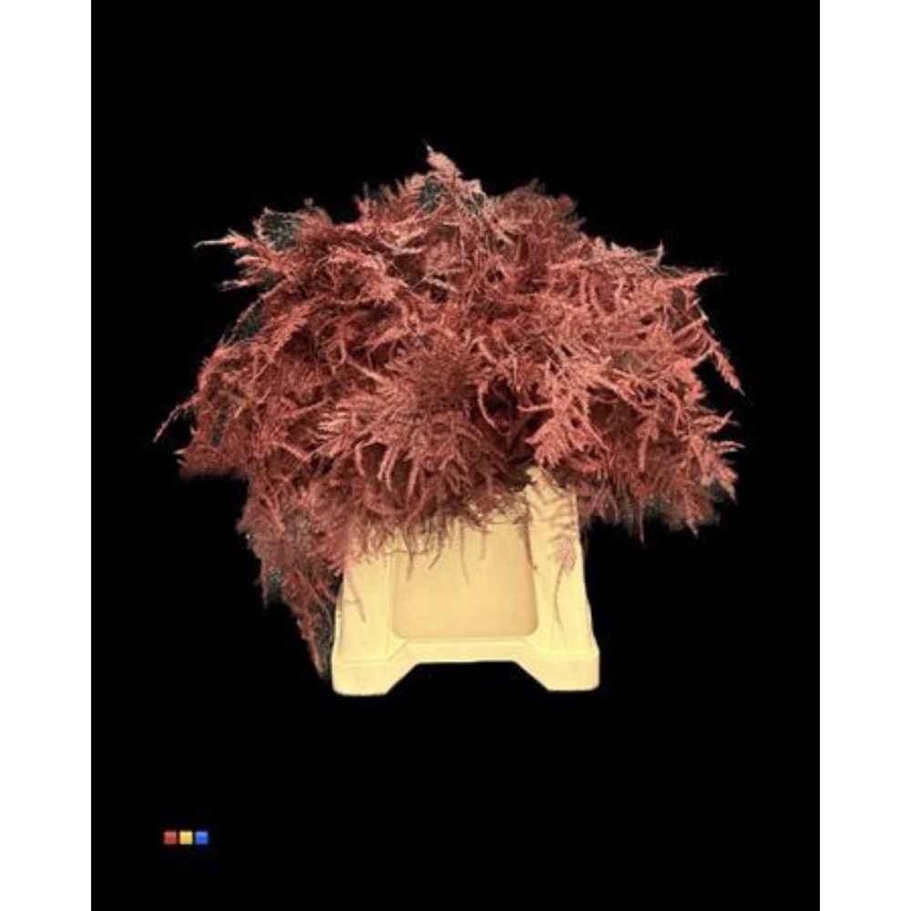 Аспарагус "Бордовий" 65 см.