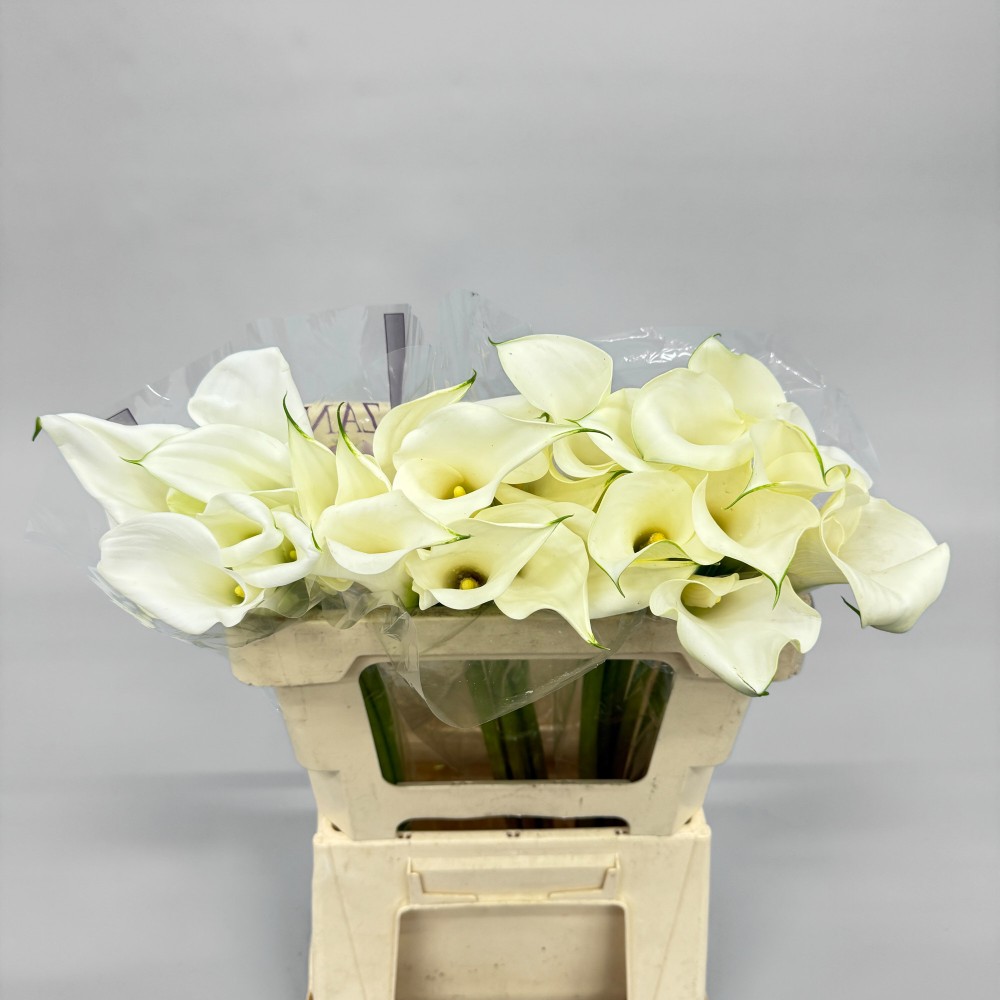 Калла "Біла"