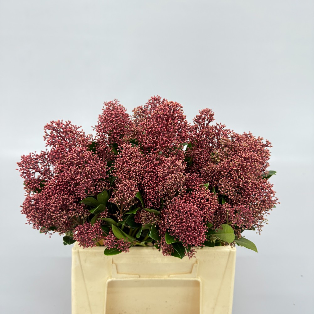 Скімія "Червона" (пуч.)