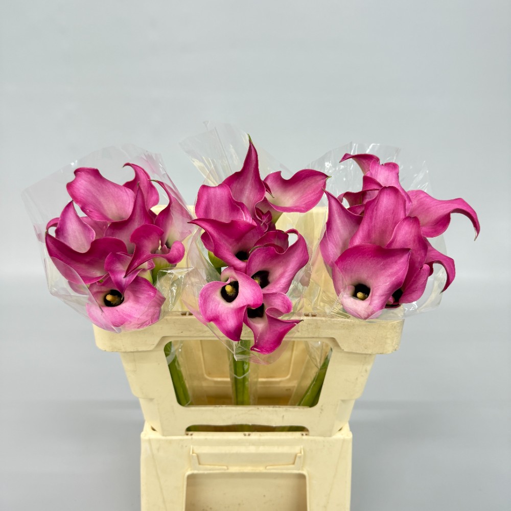 Калла "Зазу"