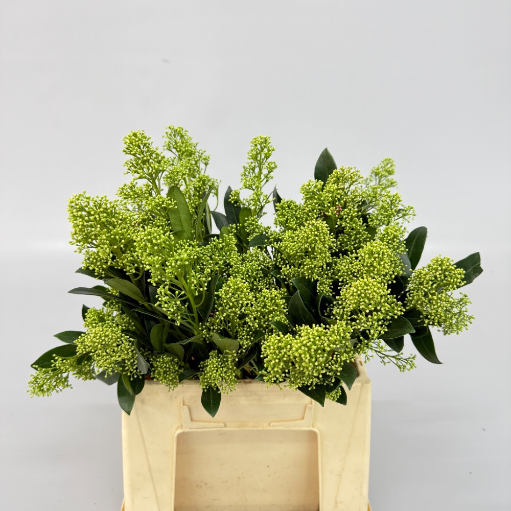 Скімія "Зелена" (пуч.)