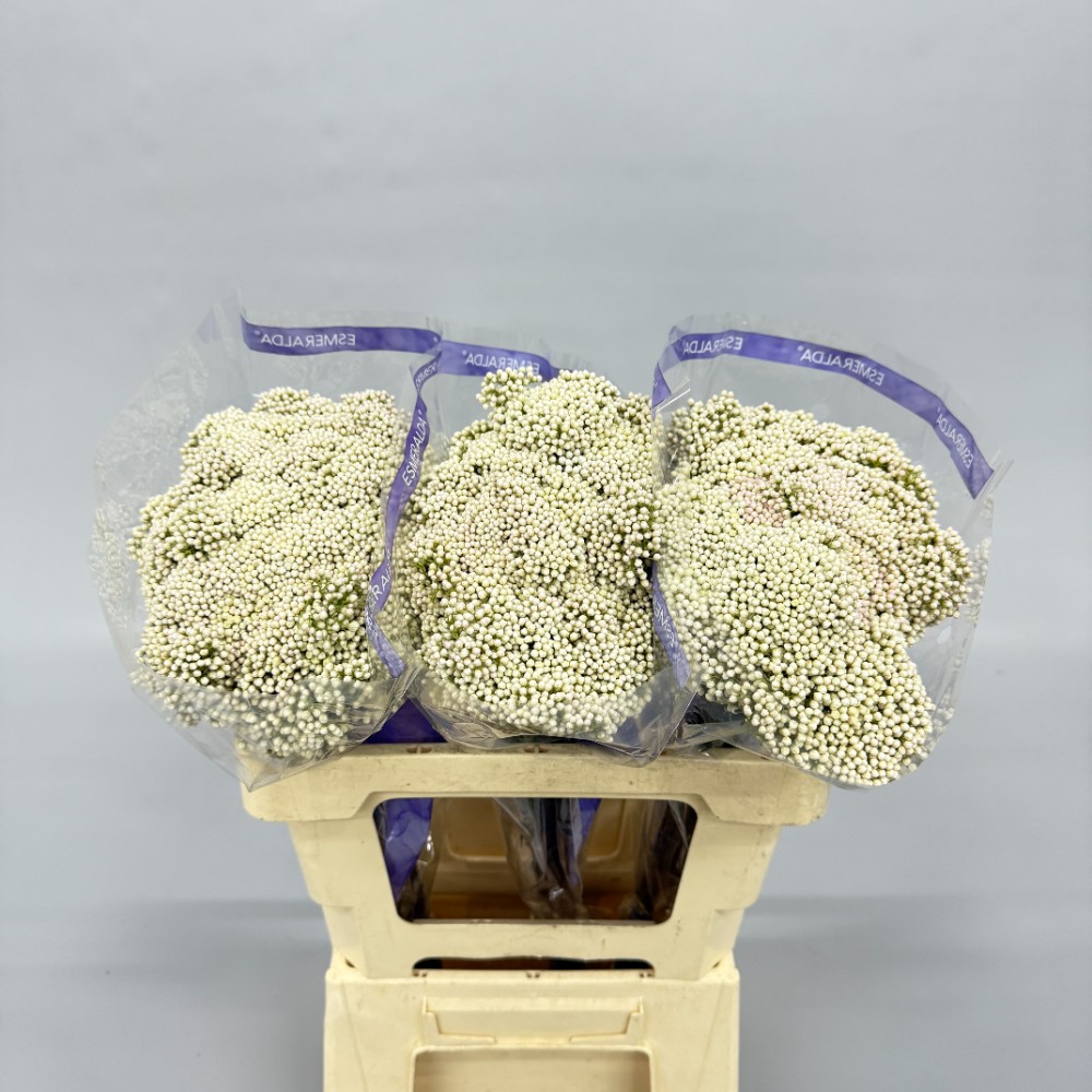 Озотамнус "Білий"