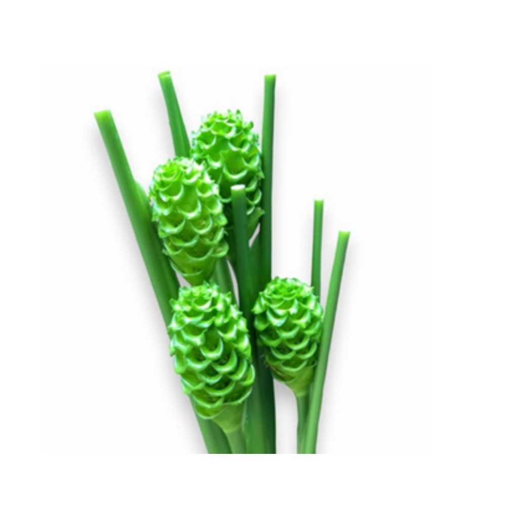 Калатея "Грін Айс"