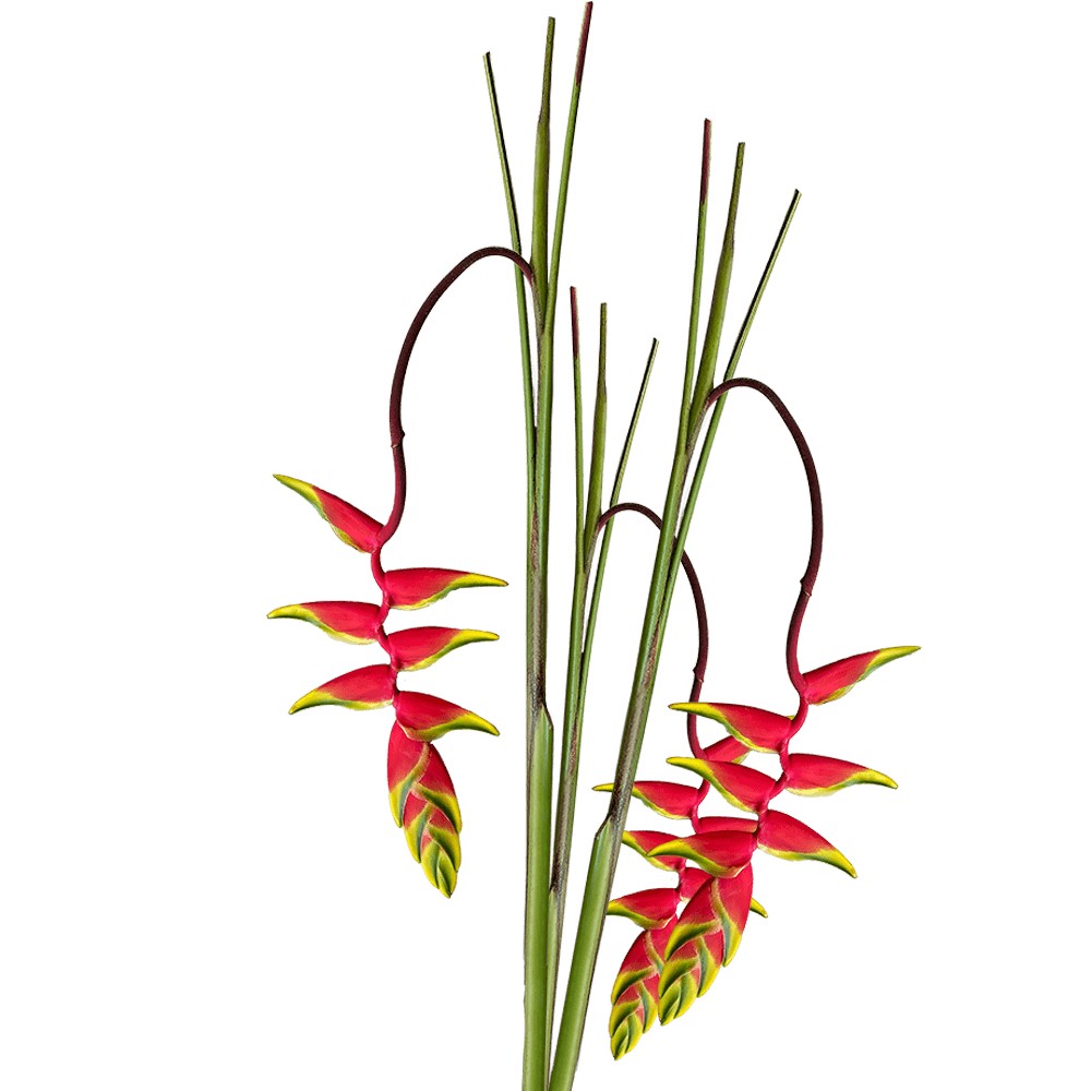 Геліконія "Рострата" XL