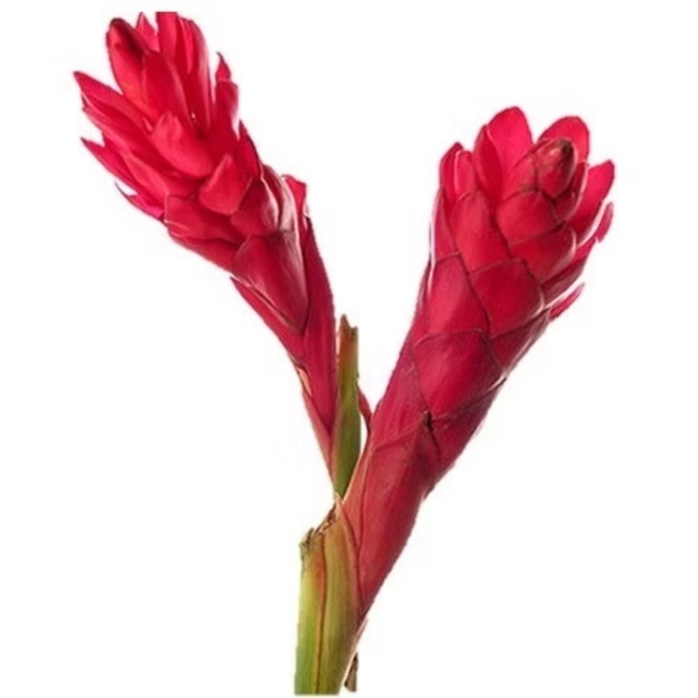 Альпінея "Плюс Ред"