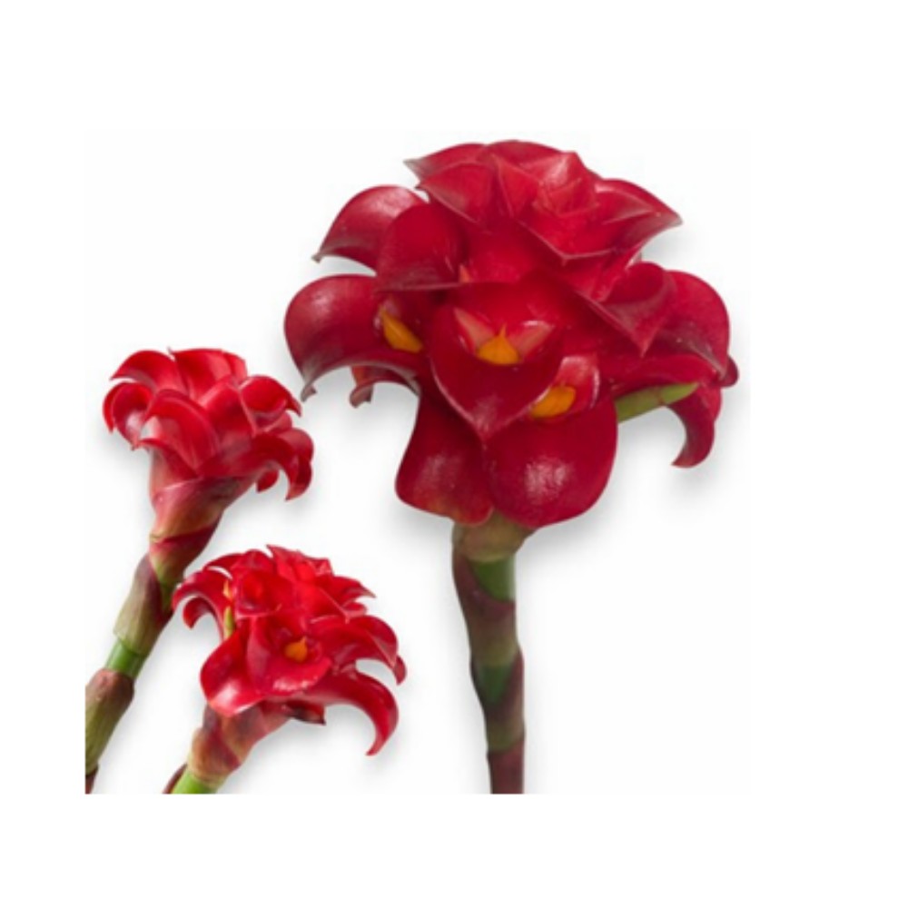 Імбир "Найт Торч"