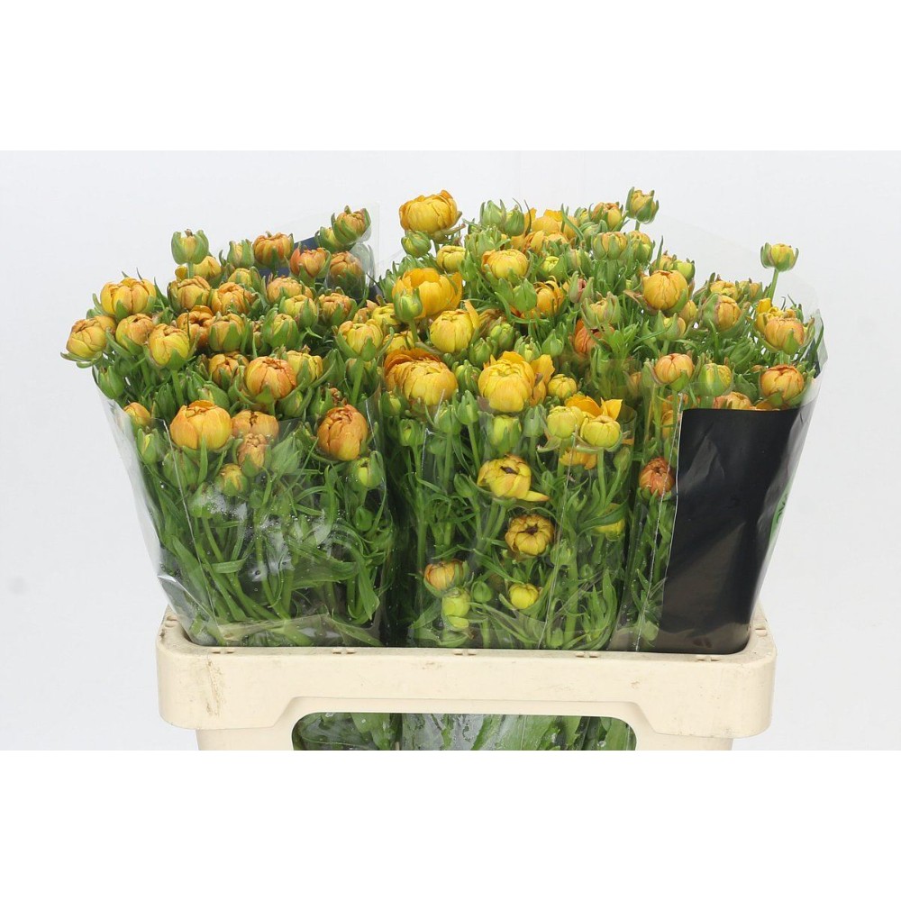 Ранункулус "Модерна Вівальді"