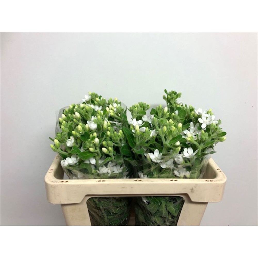 Оксіпеталум "Білий"