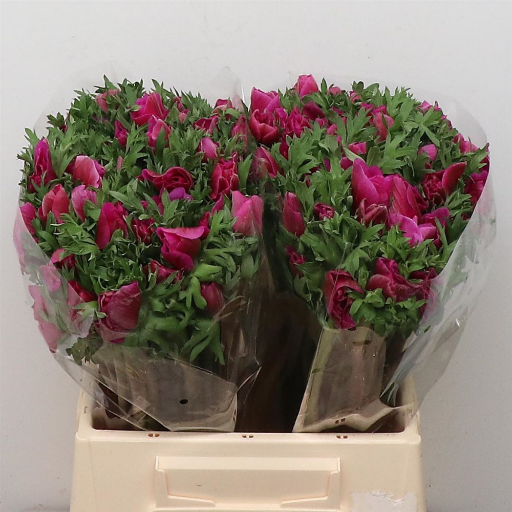 Анемон "Малиновий"