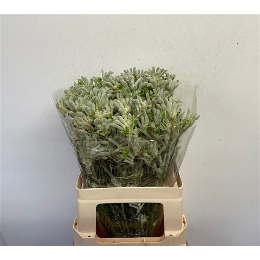 Анігозантус "Буш Даймонд"