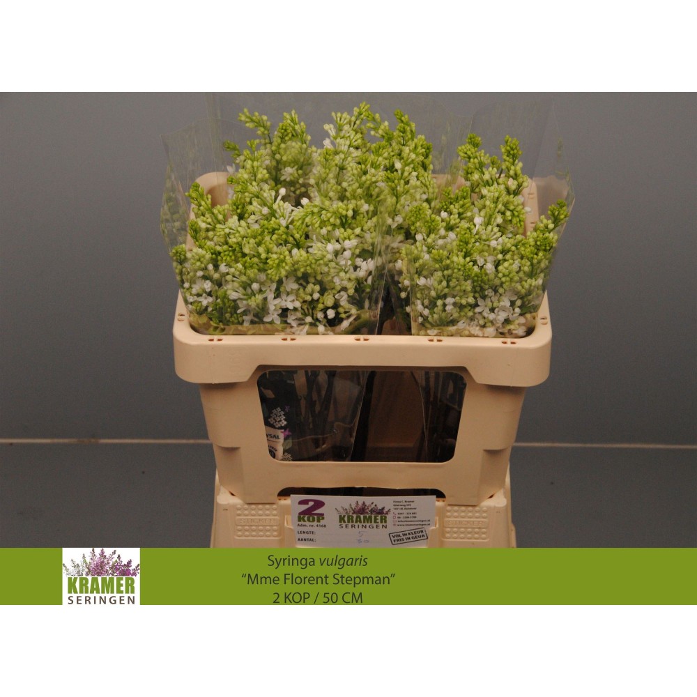 Бузок "Білий"