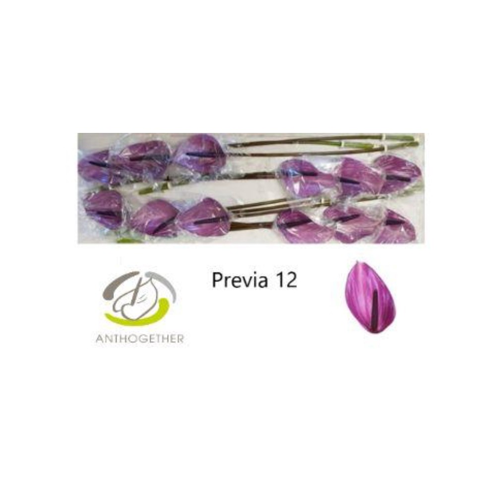 Антуріум "Превіа"