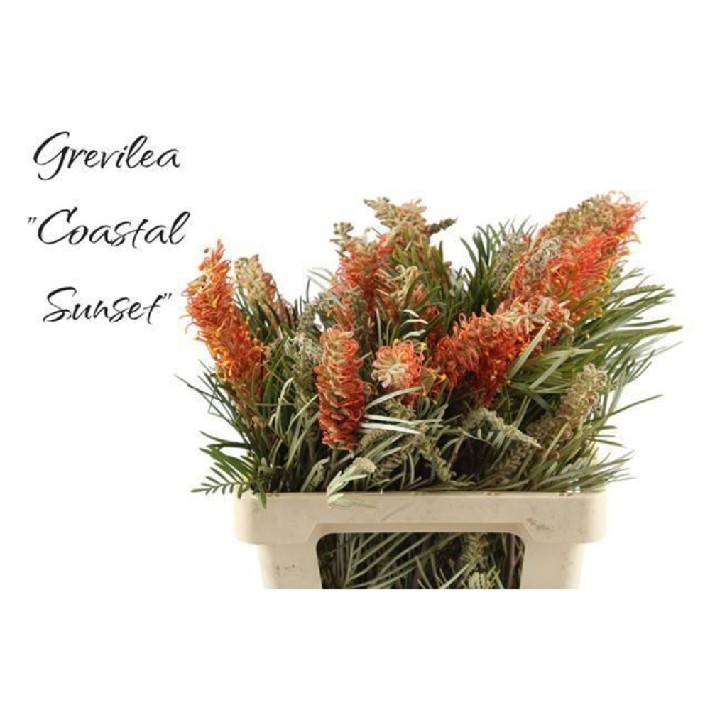 Гревілея "Костал Сансет"