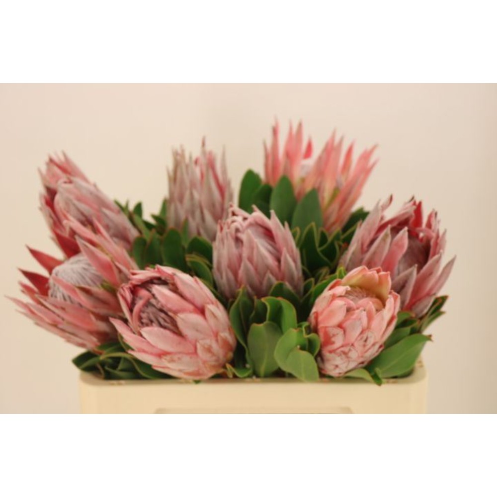 Протея Королівська "Цинароідес", 60см