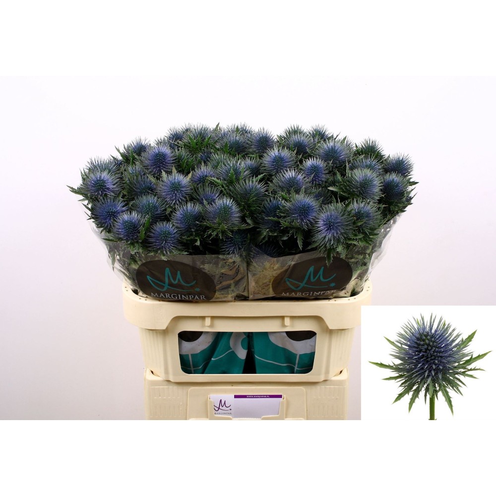 Ерінгіум "Магнетар Кьюстар"