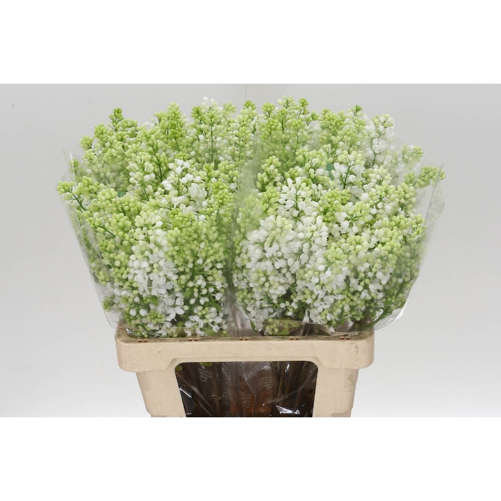 Бузок "Мадам Флорен Степман" 50см