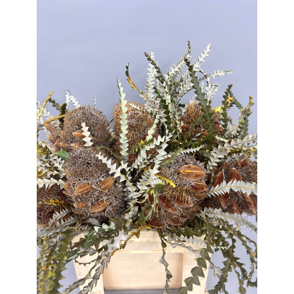 Банксія "Конс Хейр"