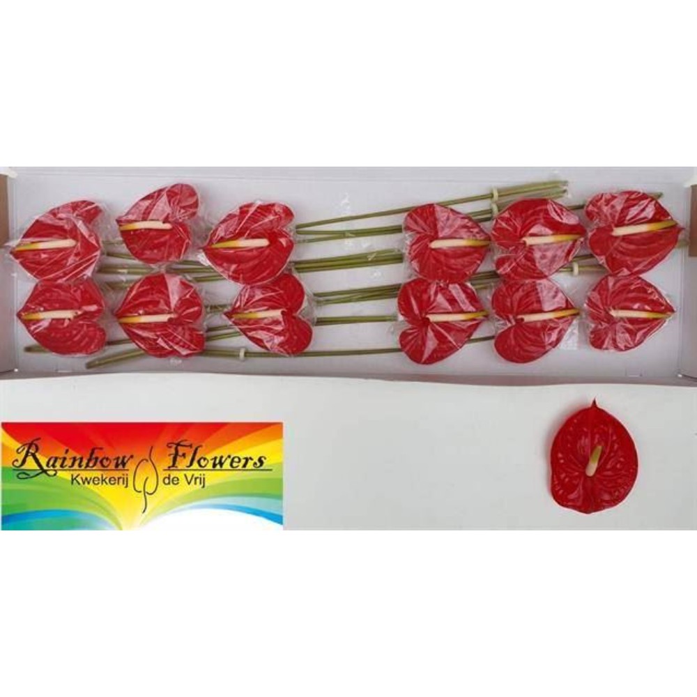 Антуріум "Тропікал"