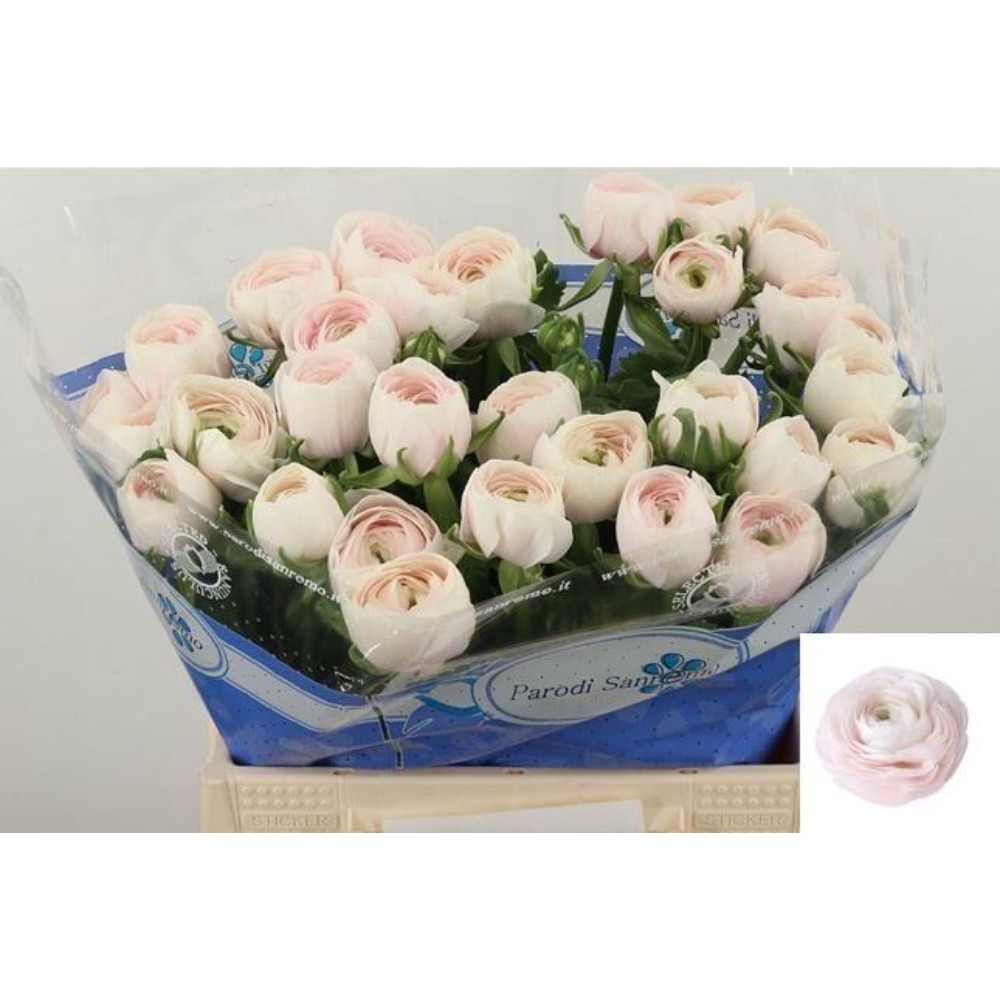 Ранункулюс "Ханой білий екстра"