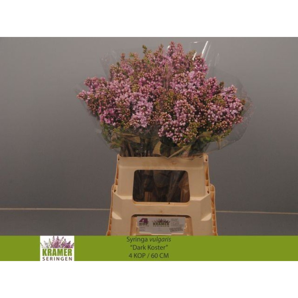 Бузок "Фіолетовий"