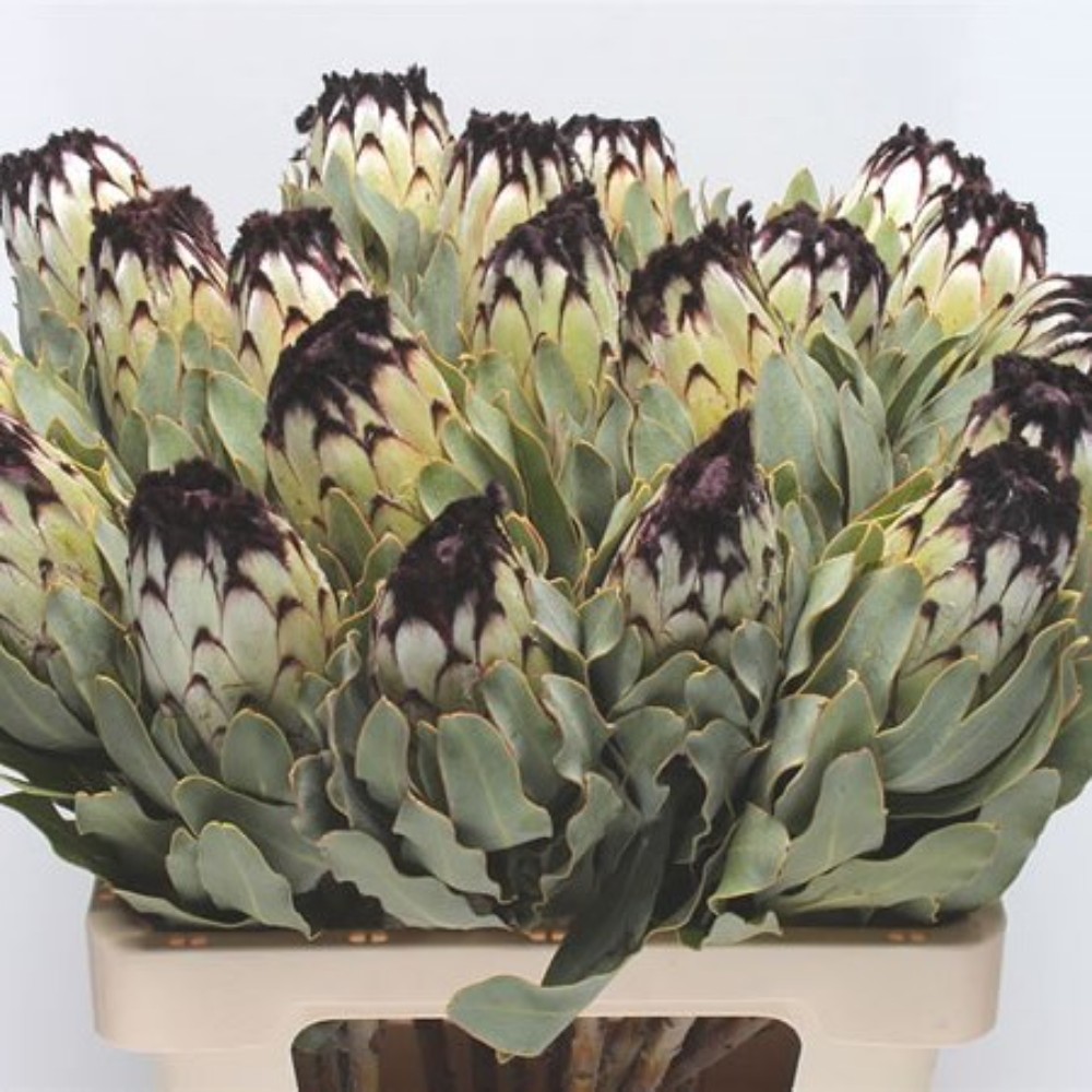 Протея "Меджикал Ніоб"