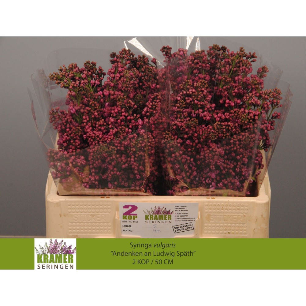 Бузок "Людвіг Спіт" 50см